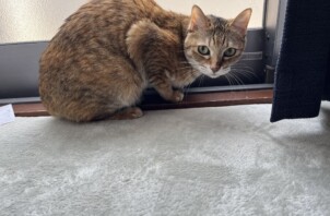 平野区のペットシッター猫ちゃんのお世話🐱
