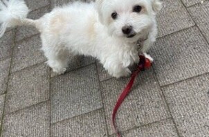 柏市　犬のペットシッター