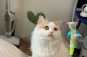 東大阪市のペットシッター猫ちゃんのお世話🐱