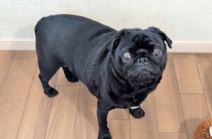 神奈川区のリキマルくん　神奈川区のペットシッターBowwowばうわう