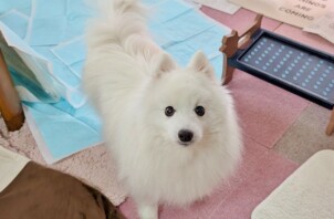 港北区の梵天丸（ぼんてんまる）くん、袱紗（ふくさ）ちゃん　港北区のペットシッターBowwowばうわう