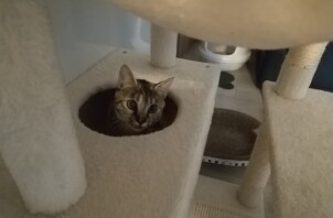 猫のペットシッター日記：マメくん＆ムギちゃん＜葛飾区＞