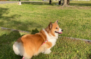 コーギーのモモちゃんとポメプーのルルちゃんのお散歩とお世話🐶🐕😁🖖