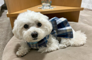 マルプー、なつちゃんのペットシッター