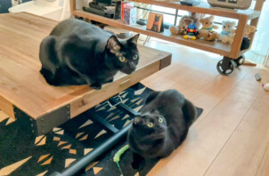 猫、てつとちゃんのペットシッター