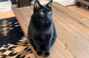 猫、ここちゃんのペットシッター