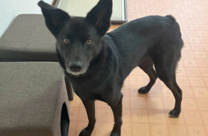 MIX犬、ボンちゃんのペットホテル