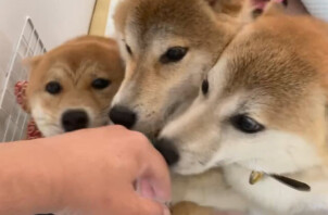 柴犬のスマイルちゃん、ハッピーちゃん、エンジェルちゃん,豆柴のラッキーちゃんのお世話🐶🐾😁🤟