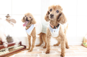 🐾モニター会員制度のご案内