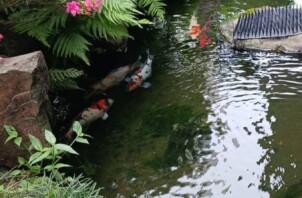 お客様は池の鯉さん　鹿児島発