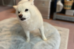 【お世話報告】もちおちゃん｜走って休んで、のんびり気まま🐾