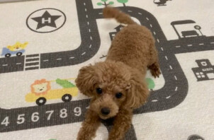 トイプードルのむぎちゃんのお世話🐩🤙😄