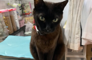 猫のみぞれちゃん、カイちゃん、リクちゃん、すいかちゃん、ひまわりちゃんのお世話😺😼😽😻😸😊🤙