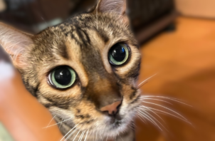 【お世話報告】ルカちゃん｜かくれんぼと甘えんぼの間で🐾