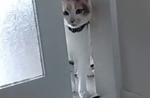 三毛猫の女の子♪