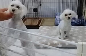 マルプーの仲良しお兄ちゃんと妹ちゃん♪