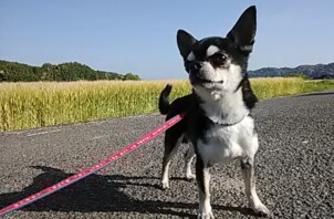 チワワの男の子♪