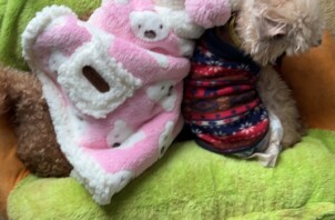 犬の介護に「正解」はある？