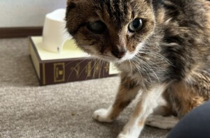【お世話報告】すっぴーちゃん｜なでなでタイムとくつろぎ時間