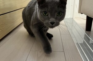 東大阪市のペットシッター猫ちゃんのお世話🐱