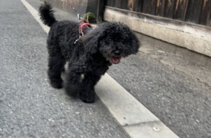 東成区のペットシッターお散歩代行🐶