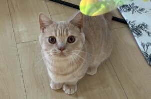 東大阪市のペットシッター猫ちゃんのお世話🐱
