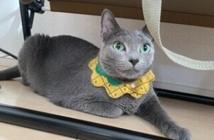 柏市　猫のペットシッター