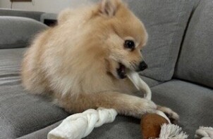 流山市　犬のペットシッター