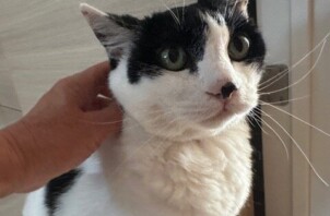 柏市　猫のペットシッター