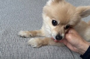 流山市　犬のペットシッター