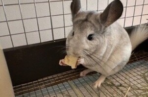 流山市　チンチラのペットシッター