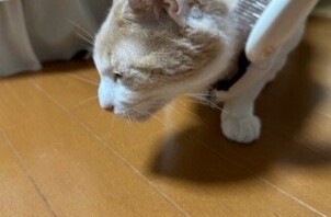 流山市　猫のペットシッター