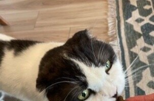 柏市　猫のペットシッター