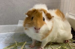 東大阪市のペットシッターモルモットのお世話🐹