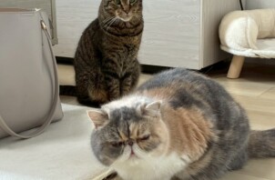 東大阪市のペットシッター猫ちゃんのお世話🐱