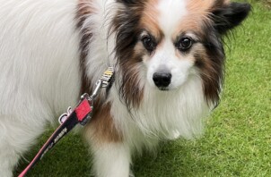 気温差の大きい時期のペットのお世話代行も任せてください🐶【日本ペットシッターサービス福山店】
