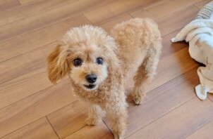 旭区のリズちゃん、ジウちゃん　旭区のペットホテルＢｏｗｗｏｗばうわう