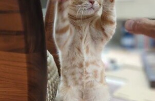 松戸市　猫のペットシッター