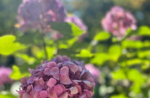 暑い日、お散歩の注意点_vol.1