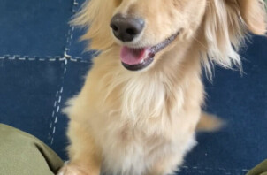 ミニチュアダックスフンドのきい太ちゃんのお世話🐶😎🌞