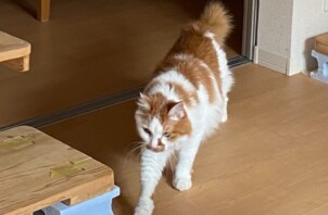 豊中市のペットシッター猫ちゃんのお世話です！🐈🐈