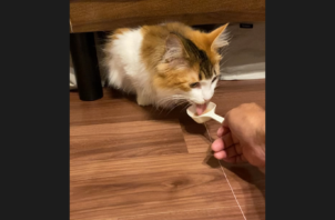 豊中市のペットシッター猫ちゃんのお世話🐈‍⬛