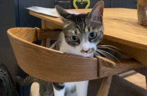 猫のユズちゃん、モミジちゃんのお世話🐈😸😊👍