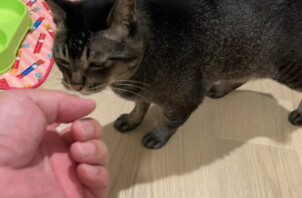 猫のラムちゃんのお世話😺😉🖖