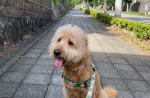 ゴールデンドゥードルのりんちゃんのお世話🐕🚶‍♂️😀