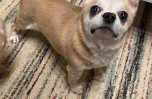 チワワのさんちゃん、しんちゃんのお世話🐕🐶😁🤟