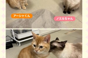 東大阪市のペットシッター猫ちゃんのお世話🐱