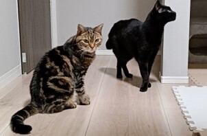 アルエくんとルイくん
