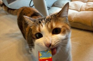 東大阪市のペットシッター猫ちゃんのお世話🐱