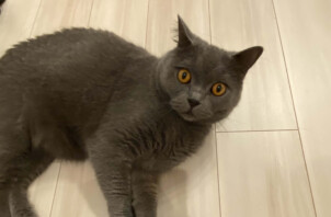 吹田市のペットシッター猫ちゃんのお世話🐈‍⬛